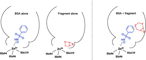 Figure 3. Weak binding of BSA and of a given fragment alone (A) in contrast to cooperative binding (B) associated with altered thermal shift for B vs. A.