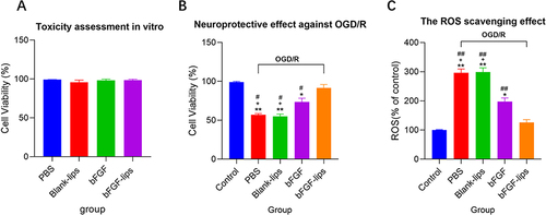 Figure 8 Evaluation of neuronal toxicity and neuroprotective effect of bFGF-lips against OGD/R induced injury in vitro. (A) The results of neuronal cell viabilities assessed by MTT after in vitro neuronal toxicity test. (B) The results of neuronal cell viabilities assessed by MTT after ODG/R test. (C) The result of ROS levels of neuronal cell after ODG/R test. Data are presented as means±SDs (n=3). *P<0.05, **P<0.01 vs control group; +P<0.05, vs bFGF group; #P<0.05, ##P <0.01 vs bFGF-lips group.