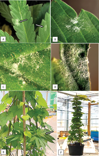 Fig. 9 (a-d) Symptoms on cannabis plants ‘Pink Kush’ inoculated with powdery mildew originating from cannabis ‘Chronic Ryder’ (Podosphaeria macularis). Progression of the disease was observed from 12 to 35 days following inoculation. (a) At 12 days, colonies (arrows) can be seen. (b) Mildew colony at 18 days after inoculation. (c) Mycelial growth with strands developing at 24 days. (d) Spread of mycelium and darkening of affected area after 35 days. Images a-d were taken from two symptomatic plants. The presence of P. macularis was confirmed by PCR (see Fig. 10). (e) Method used for transmission of powdery mildew from a diseased cannabis plant to a hop plant. The cannabis plant with powdery mildew colonies (arrow) was placed under the canopy of a hop plant. (f) The same hop plant after two months of growth in the greenhouse. Infection was not observed on the hop plant.