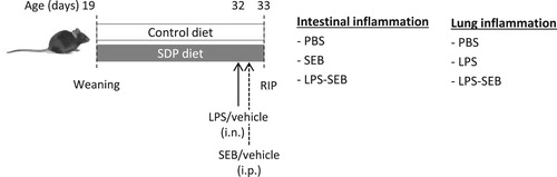 Figure 1. Experimental design. Mice were fed with the experimental diets for 14 days starting at weaning. At age 32 d, animals received an intranasal dose of LPS (12.5 µg) and 6 h after, they were administered an intraperitoneal dose of SEB (25 µg). Animals were killed 24 h after LPS administration.