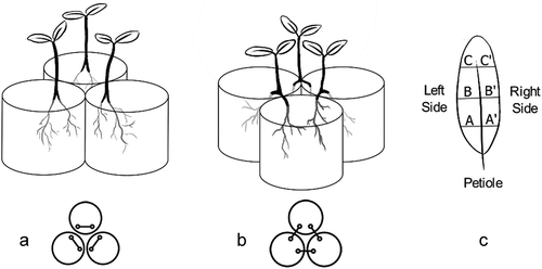 Figure 1. Schematic representation of both treatments. A. Solo treatment: the plants had their roots split but did not share the pot with other plant’s root. B. Interacting treatment: the plants had their roots split and shared the pots with neighbouring plants’ roots. C. Representation of the symmetry measures made from the medial vein in each side of three portions of the leaves