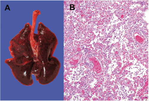 Figure 3. SARS-CoV-2 infection in farmed minks. A - Macroscopic image of the infected lungs. B - Microscopic image of 10% formalin fixed histopathological lung section stained with haematoxylin and eosin showing interstitial pneumonia (objective 20×). Reproduced from Oreshkova et al. (Citation2020) under Creative Commons Attribution (CC BY 4.0) Licence (http://creativecommons.org/licenses/by/4.0/.).