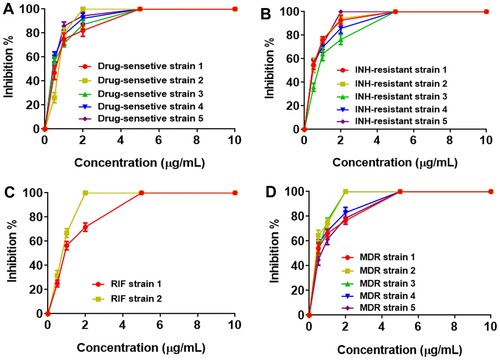 Figure 4. PP inhibits both drug-sensitive and drug-resistant M. tb clinical isolates growth in vitro. Drug-sensitive and drug-resistant M. tb clinical isolates were cultured in the presence of various concentrations of PP for 15 days, and the A600 values of M. tb clinical isolates were measured. Inhibition % and MIC99 were calculated. (A) Inhibition % of drug-sensitive M. tb clinical isolates (strain 1–5) and MIC99 values of PP; (B) Inhibition % of INH-resistant M. tb clinical isolates (strain 1–5) and MIC99 values of PP; (C) Inhibition % of RIF-resistant M. tb clinical isolates (strain 1 and 2) and MIC99 values of PP; (D) Inhibition % of MDR-resistant M. tb clinical isolates (strain 1–5) and MIC99 values of PP. The data in (A)-(D) are shown as the means ± SD (n = 3).