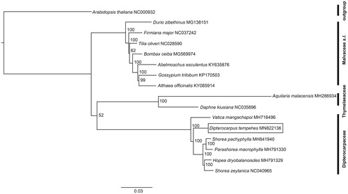 Figure 1. Maximum Likelihood phylogenomic tree inferred from the complete chloroplast genomes of Dipterocarpus tempehes and 14 other species in Malvales, along with Arabidopsis thaliana as the outgroup. The bootstrap value is listed for each node.
