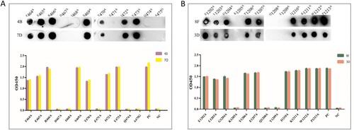 Figure 5. Alanine scanning mutation was used to identify the key amino acid sites in mAbs binding. (A) The binding ability of mutation sequences of peptide S19.2 to mAbs 4B and 7D. (B) The binding ability of mutation sequences of peptide S49.4 to mAbs 8F and 3D.