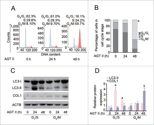 Figure 8. AGT II-induced autophagy is dependent on cell cycle status in HK-2 cells. Cells were treated with10−6 mol/L of AGT II for the indicated time period. (A) Cells were exposed to AGT II, followed by PI staining and flow cytometry. (B) Cell cycle distribution among different groups. Data are means ± SEM (n = 3); *, P < 0.05 vs. control and AGT II-treated cells for 24 h. Symbol indicates the fraction of G2/M phase cells. (C) Cells synchronized at G1/S or G2/M phase were treated with AGT II for the indicated time period. Cell lysates were probed with antibodies against LC3 and COL1. (D) Densitometry of LC3-II and COL1 proteins in immunoblots. Data are means ± SEM (n = 3); *, P < 0.05 vs. respective control group; #, P < 0.05 vs. control and cells synchronized at G1/S phase treated with AGT II for 24 h; §, P < 0.05 vs. cells synchronized at G2/M phase treated with AGT II for 0–24 h, or cells synchronized at G1/S phase treated with or without AGT II.