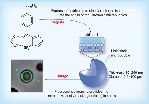 Overview of microbubble processing and imaging, illustrating the lipid microbubble hypothesized structure.