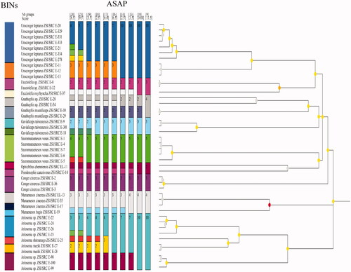 Figure 3. COI gene species delimitation of suborder Congroidei by ASAP and BINs. Colors represent unique partitions.