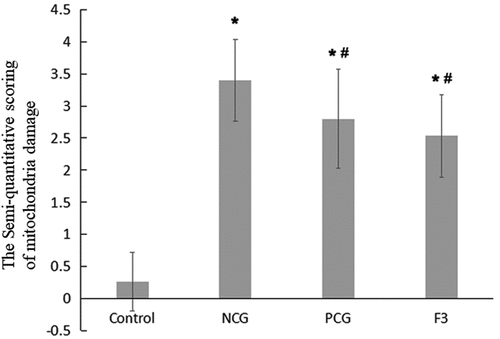 Figure 5. Semi-quantitative evaluation of mitochondrial damage in mouse kidney cells Single factor analysis of variance between multiple groups was performed using Duncan methods.‘*’ compared with the control group, P < 0.05; ‘#’ compared with the negative control group, P < 0.05. Each group used 20 mice