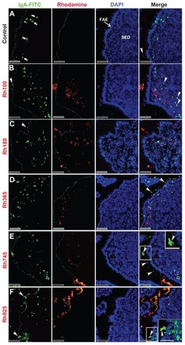 Figure 6 Fluorescent microscope images showing the SED of PPs stained with IgA antibody after 4 hours of oral administration of different sizes of fluorescently labeled thiolorganosilica particles. (A) Control, IgA+ cells scattered in the SED of the PPs. PPs after administration of (B) Rh100 particles, (C) Rh180 particles, and (D) Rh365 particles; there was no co-localization of the particles and IgA+ cells. The number of IgA+ cells in animals treated with the smaller particles (Rh100, Rh180, and Rh365) increased compared with the control. PPs after administration of (E) Rh745 particles and (F) Rh925 particles; the number of IgA+ cells were similar to that of the control, but IgA expression on the surface of M cells increased when compared with the smaller-sized particles or the control (white quadrates and enlarged parts of merged (E) and (F)).Notes: Scale bar = (A–F), 50 μm; enlarged sections of merged (E) and (F), 10 μm.Abbreviations: DCs, dendritic cells; FAE, follicle associated epithelium; IgA, immunoglobulin A; PPs, Peyer’s patches; Rh, rhodamine B; SED, subepithelial dome.