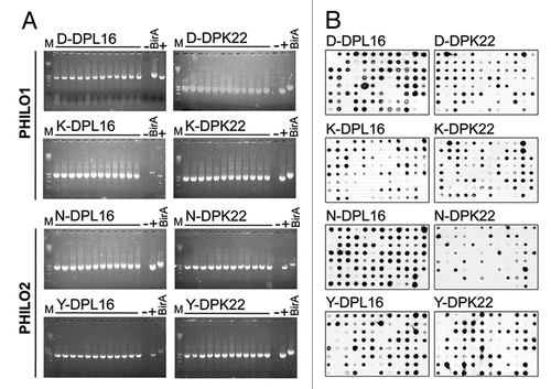Figure 2 Characterization of the PHILO library. (A) PCR colony screening of 12 clones of each sub-library. As negative control a BirA insert (1,200 bp) of a pHEN1 vector was amplified and a scFv in pHEN1 was amplified as a positive control. All the tested clones showed an insert with the correct size of approximately 1,000 bp. (B) Dot blot analysis of 752 induced supernatants of individual library clones. The soluble scFv fragments were detected with the anti-myc-tag mAb 9E10. More than 90% of the clones express a detectable amount of soluble scFv fragment.