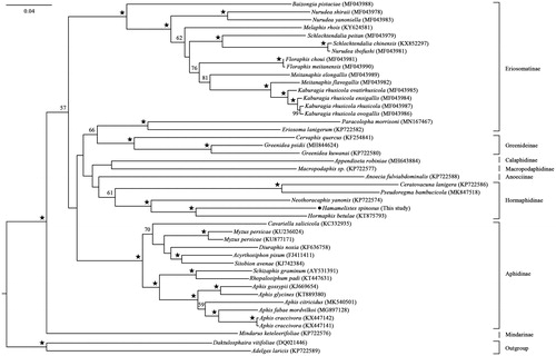 Figure 1. Phylogenetic tree of Aphididae species including Hamamelistes spinosus based on 13 protein-coding genes using RAxML program with two species Adelges laricis and Daktulosphaira vitifoliae as outgroups. Numbers associated with branches are BS >55% and ★ represents the nodes with 100% BS.