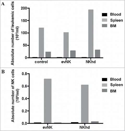 Figure 9. Absence of delayed anti-leukemic effect by evNK of NKhd at day 28 post-NK injection. Absolute numbers of AML (A) and evNK/NKhd (B) cells in the blood, spleen, and BM of AML-engrafted NSG mice at day 28 after the first NK intravenous injection. n = 1 for control, evNK, and NKhd groups.