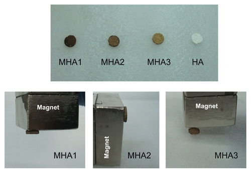 Figure S7 Picture of the magnetic scaffolds to illustrate the magnetic property of MHA on a macroscale.Abbreviation: MHA, magnetic hydroxyapatite.