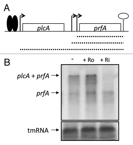 Figure 6 Roseoflavin does not decrease prfA monocistronic expression. (A) Schematic drawing of the prfA locus. Transcription of prfA initiates at two promoters, generating short prfA transcripts (hatched short lines). Active PrfA protein (solid spheres) can bind to the plcA promoter and stimulate transcription that generates plcA-prfA bi-cistronic transcript (long hatched line). (B) L. monocytogenes was grown in minimal medium to an OD600 = 0.25 when roseoflavin (Ro) or riboflavin (Ri) (100 µM) was added for ∼1.5 generations before RNA extraction. Northern blot was hybridized with PCR-generated, radioactively labeled DNA probes complementary to prfA and tmRNA (control), respectively.