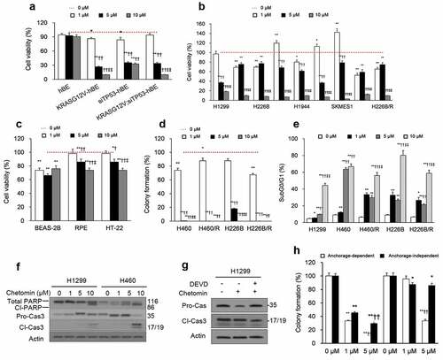 Figure 3. Chetomin exerts its inhibitory action on NSCLC non-CSCs by eliciting apoptosis.