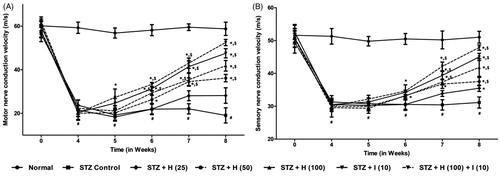Figure 2. Effect of chronic treatment of hesperidin and insulin on (A) motor nerve conduction velocity and (B) sensory nerve conduction velocity. Data are expressed as mean ± SEM from six rats and analyzed by a two-way ANOVA followed by Bonferroni’s test. *p < 0.05 as compared to the STZ diabetic control group, #p < 0.05 as compared to normal non-diabetic control animals, and $p < 0.05 as compared to one another group. STZ: diabetic (STZ) control rats; H (25): hesperidin (25 mg/kg, p.o.) treated rats; H (50): hesperidin (50 mg/kg, p.o.) treated rats; H (100): hesperidin (100 mg/kg, p.o.) treated rats; I (10): insulin (10 IU/kg, s.c.) treated rats; H (100) + I (10): hesperidin (100 mg/kg, p.o.) and insulin (10 IU/kg, s.c.) combination treated rats.