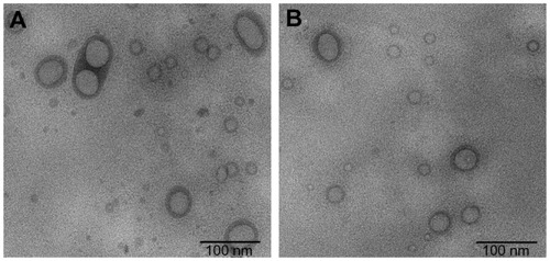 Figure 1 Transmission electronic microscopic images of PEGylated OA liposomes. (A) Formulation without Tween-80. (B) Tween-80 0.2% (v/v) added to preparation.Abbreviations: OA, oleanolic acid; PEG, polyethylene glycol.