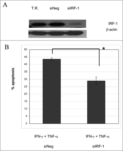 Figure 4. Abrogation of IRF-1 results in diminished IFN-γ and TNF-α induced apoptosis. (A) MDA-MB-468 breast cancer cells were either not transfected or transfected with a control siNeg, or siRNA to IRF-1. Untransfected cells were treated with the transfection reagent alone (T.R.) as an additional control. Cells were harvested and immunoblotting was performed as described in Materials and Methods. (B) Abrogation of IRF-1 results in diminished IFN-γ and TNF-α induced apoptosis. MDA-MB-468 human breast cancer cells were transfected with a control siNeg or siRNA to IRF-1. 24 h post transfection the cells were cultured with IFN-γ and TNF-α and cell death was evaluated as described in Materials and Methods. Standard deviation is indicated by error bars. *= p < 0.05 by unpaired t test.
