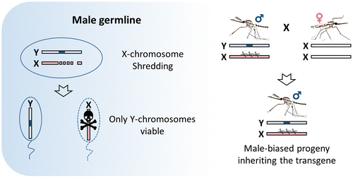 Figure 3. Meiotic Y-drive. An endonuclease (blue block), placed onto the mosquito Y-chromosome, is expressed during male meiosis to cut a multicopy target sequence on the X-chromosome. The shredding of the X-chromosome favors the unaffected Y-carrying sperm and results in the production of a male-biased progeny.