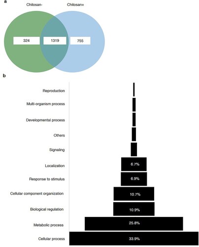 Figure 4. In total, 324 and 755 phosphoproteins detected with and without chitosan treatment. The 1,319 proteins were found upon both treatments in rice leaves (a). Functional classiﬁcation of the total proteins were constructed based on gene ontology (GO) annotated assignments of proteins in the Protein ANalysis THrough Evolutionary Relationships (PANTHER) (b).