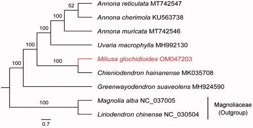 Figure 1. Maximum-likelihood tree based on the sequences of nine complete chloroplast genomes. Magnolia alba and Liriodendron chinense were selected as outgroup. Numbers in the nodes were bootstrap values from 1000 replicates.