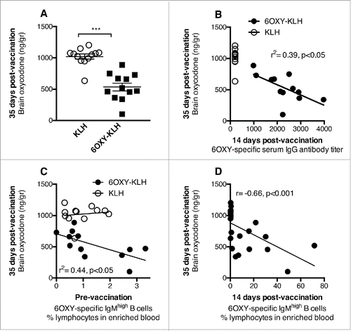 Figure 1. The frequency of hapten-specific B cells in blood predicts vaccine efficacy. Pre- and post-vaccination 6OXY-specific B cells were analyzed in 0.2 ml of blood collected before and after immunization with either 6OXY-KLH or KLH. Balb/c mice were immunized on days 0, 14 and 28, and challenged with 2.25 mg/kg oxycodone a week after the third immunization to measure the effect of immunization on oxycodone distribution. A) Immunization reduced distribution of oxycodone to the brain. Data are mean ± SEM. B) Early serum IgG antibody titers correlated to subsequent blockage of oxycodone distribution to the brain. C) The frequency of 6OXY-specific IgMhigh B cells prior to immunization correlated with vaccine efficacy in the 6OXY-KLH group. D) Increased frequency of 6OXY-specific IgMhigh B cells 14 days after the first immunization correlated to greater vaccine efficacy on oxycodone distribution to the brain. Frequencies are the % of total lymphocytes in the bound fraction after positive enrichment of blood. Data include 3 independent experiments with a total of n = 12 mice each group. *** p < 0.001 compared to KLH control. Copyright 2015. The American Association of Immunologists, Inc.
