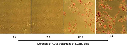 Figure 1. OilRed O staining of SGBS preadipocytes on d0, d3, d10 and d14 of adipogenic differentiation. Cells were treated with adipogenic differentiation medium and visualized under magnification x100