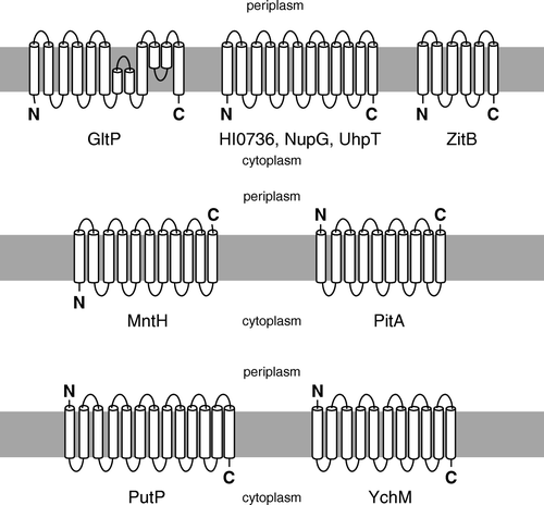 Figure 1.  Diagrammatic representations of the putative membrane topologies of the proteins examined in this study. References in support of these topologies are listed in Supplementary Table I (online version only).