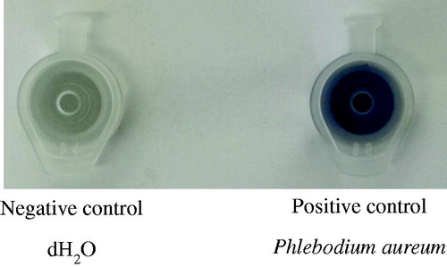 Figure 1. Controls for the ability of the Feigl-Anger microfuge tube to qualitatively detect the release of cyanide gas. As a negative control dH2O was used. As a positive control, crushed Phlebodium aureum leaf tissue was closed inside the Feigl-Anger microfuge tube.