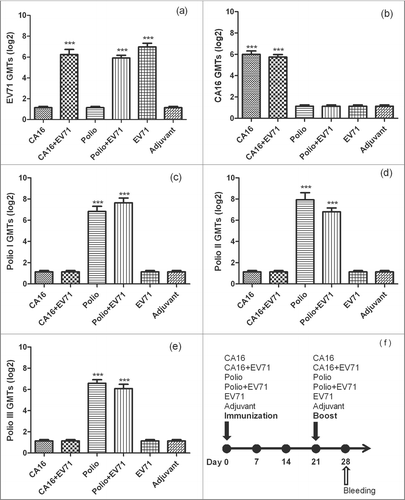 Figure 2. The NTAb GMTs for inactivated-EV71 vaccine co-immunized with CA16 or Poliovirus vaccine. 60 pathogen-free BALB/c mice (6–8 weeks，female，purchased from Vital River Lab Animal Technology Co., Ltd, Beijing, China) were used. BALB/c mice (n = 10 per group) were subcutaneously injected with inactivated-EV71 vaccine (SINOVAC BIOTECH CO.,LTD., 200 U/mouse), CA16 virus (VR18, genebank accession no：JX481738, 4.8 × 105 PFU/mouse), inactivated-Poliovirus vaccine (Sanofi Pasteur, lot：G0510-1, Type I 20 DU/mouse, Type II 4 DU/mouse, Type III 16 DU/mouse), or co-immunized with inactivated-EV71 vaccine (EV71 & CA16 group and EV71 and polio group). The control group was just inoculated with aluminum adjuvant (Adjuvant). The animals were boosted in week 3 after priming. All the sera were collected one week after the boost and stored at −20°C. Neutralization titers (NTs) of the sera were determined for EV71 NTAb, CA16 NTAb and Polio I, II, III NTAb. Data were expressed as means ± SEM. For analysis of GMTs, the data were transformed using the log 2 of the original values. Panels a-e separately show EV71, CA16 and Polio I-III neutralization titers for each group, and panel f shows immunization design for this experiment. Note: *** means this group were significantly different when compared with other groups without *** label (P < 0.0001).