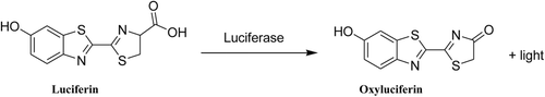 Figure 7.  Luciferase assay equation.