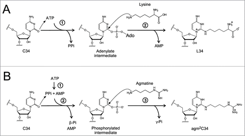 Figure 6. Reaction schemes for formation of L and agm2C (A) Two-step lysidine formation catalyzed by bacterial TilS. TilS activates the C2 carbonyl group of C34 by adenylation and releases PPi. Then, the ϵ-amino group of lysine attacks the adenylated C2 group to release AMP and complete lysidine formation. (B) The 3-step reaction of agm2C formation catalyzed by TiaS. First, TiaS hydrolyzes the α-β phosphodiester bond of ATP to produce AMP and PPi. Second, the C2 carbonyl oxygen of C34 attacks the γ-phosphorous atom to form the phosphorylated C34 (p-C34) intermediate, releasing β-Pi. Third, the primary amino group of agmatine attacks the C2 carbon of the p-C34 intermediate to release γ-Pi and form agm2C.