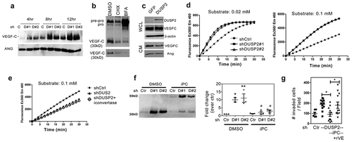 Figure 5. DUSP2 regulates VEGF-C expression mainly via post-translational modification. (a) Representative Western blots show expression of VEGF-C in conditioned media of control and DUSP2-KD PANC-1 cells at different time points. Angiogenin (ANG) was used as a loading control in conditioned medium. (b) AsPC1-VEGF-C cells were treated with cycloheximide (CHX) and BFA to block protein synthesis and protein secretion. The size of prepro-VEGF-C, pro-VEGF-C and processed VEGF-C was detected as indicated. (c) AsPC1-VEGF-C cells were transiently transfected with GFP or DUSP2-GFP plasmids and levels of DUSP2, VEGF-C in whole cell lysate (WCL) and conditioned medium (CM) were detected. (d) Proprotein convertase activity in control and DUSP2-KD PANC-1 cells. Cell lysates of control and DUSP2-KD cells were incubated with two different concentrations of fluorogenic proprotein convertase substrate. Fluorescent was measured in a kinetic manner with Ex: 360–380 nm, Em: 440–460 nm. Representative quantification (of three independent experiments) is shown. (e) Proprotein convertase activity was measured in control and DUSP2-KD PANC-1 cells treated with proprotein convertase inhibitor for 24 h. (f) Representative images (left) and the quantitative result (n = 3, right) show loss-of-DUSP2-enhanced VEGF-C secretion was inhibited by treatment with proprotein convertase inhibitor. Control and DUSP2-KD PANC-1 cells were treated with proprotein convertase inhibitor (20 μM) in serum-free RPMI medium. After 24 h, serum-free conditioned media were collected and VEGF-C expression was measured. ** P < 0.01 compared to control, # P < 0.05 compared to DUSP2-KD. (g) Control and DUSP2-KD cells were pre-treated with proprotein convertase inhibitor and plated for invasion ability. Recombinant VEGF-C was treated in the upper chamber of transwell. *P < 0.05.