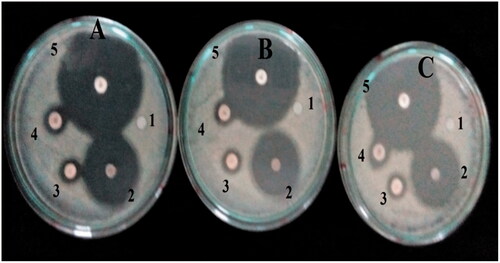 Figure 8. Diagram showing disc diffusion method (A) E. coli, (B) B. cereus, (C) S. typhi, (1) zero control, (2) FILE-AgNPs, (3) silver nitrate, (4) plant extract and (5) ciprofloxacin antibiotic.