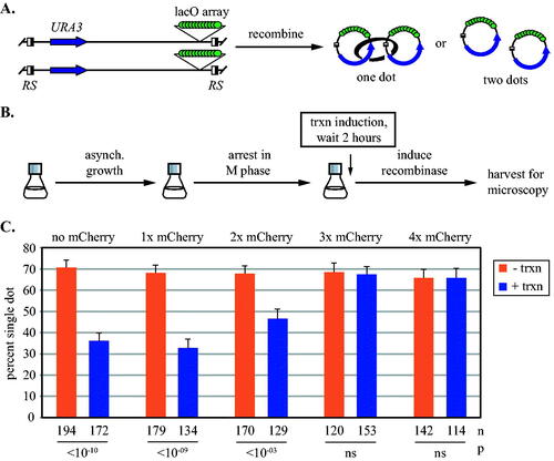 FIG 3 Synthetic barriers of sufficient size block transcription-driven translocation of cohesive cohesin. (A) An assay for cohesion at URA3. Site specific recombination in M phase converts the GFP-tagged locus into a pair of DNA circles that are visualized by fluorescence microscopy. Half-filled boxes represent RS target sites for the inducible R recombinase. (B) Experimental flow chart. Transcription was induced after M phase arrest and then DNA circles were formed by galactose-induced expression of the R recombinase. (C) Cohesion analysis of DNA circles. Strains MSB35.2, MRG6806, MRG6808, MSB167 and MRG7060 were used. P values for pairwise χ2 tests evaluate the impact of transcriptional induction for each strain. Error bars represent the standard error of proportion. n = the number of cells examined.