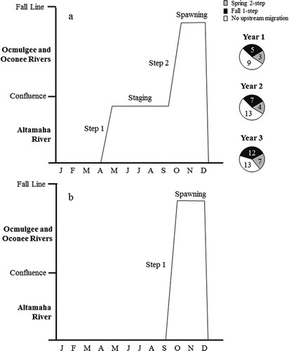 FIGURE 2. General representation of putative (a) spring two-step and (b) fall one-step spawning migrations of Atlantic Sturgeon in the Altamaha River system, Georgia. Pie charts show prevalence of each migration strategy documented using acoustic telemetry from study year 1 (April 1, 2011 to January 31, 2012), year 2 (April 1, 2012 to January 31, 2013), and year 3 (April 1, 2013 to January 31, 2014).