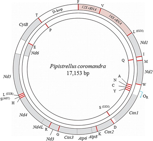 Figure 1. Map of the P. coromandra mitogenome. Gray color indicates the PCG regions. Genes for tRNAs are designated by a single letter code for the corresponding amino acid. The heavy strand in the outer circle encodes 28 genes, whereas 9 genes are encoded in the light strand in the inner circle.