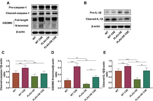 Figure 9 PLAU overexpression reversed CSE-induced pyroptosis in vitro. (A) Levels of pro-caspase-1, cleaved-caspase-1, gasdermin D (GSDMD), GSDMD N-terminal domain, and β-actin proteins in human bronchial epithelial (HBE) cells were measured by Western blotting analysis. (B) Levels of pro-IL-1β and cleaved-IL-1β in HBE cells were measured by Western blotting analysis. Quantitative analysis of (C) cleaved-caspase-1, (D) GSDMD N-terminal domain, and (E) cleaved- IL-1β. Error bars represent SD. *P < 0.05; **P < 0.01; ***P < 0.001.