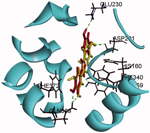 Figure 2. Binding mode of compound resveratrol and RES003 within the active pocket of PDE4 (PDB ID: 1UDU). Hydrogen bonds are represented by dashed lines.