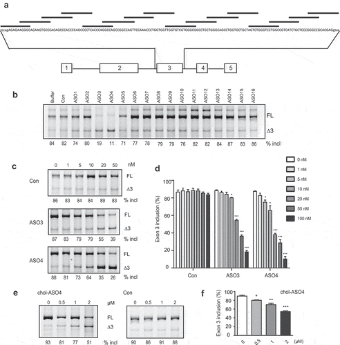 Figure 7. A screen of ASOs that inhibit PDCD1 exon 3 inclusion. (a) Schematic representation of ASOs used in the ASO walk along PDCD1 exon 3. (b) The effects of ASOs were examined with the PDCD1 minigene. Each ASO at 100 nM was co-transfected with the minigene into A375 cells. Buffer and a nonrelated ASO (con) were used as negative controls. (c) Both ASO3 and ASO4 show dose-dependent effects on PDCD1 exon 3 splicing. Each ASO at six different concentrations was co-transfected with the PDCD1 miniegene into A375 cells and spliced products were analysed by Cy5-labelled RT-PCR. (d) Quantitation of the effects of ASO3 and ASO4 at a series of concentrations on PDCD1 exon 3 splicing in the minigene context. (e) Cholesterol-conjugated ASO4 (cholASO4) at four indicated concentrations was examined with transcripts expressed from the endogenous PDCD1 in 8226 cells. Cells were collected 48 h post-ASO treatment and splicing were analysed by Cy5-labelled RT-PCR. (f) Quantitation of the effect of cholASO4 on the endogenous gene in 8226 cells. For panels d and f, n = 3, *P < 0.05, **P < 0.01, ***P < 0.001 versus 0 nM or 0 μM.