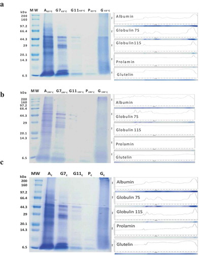 Figure 1. SDS-PAGE profile and densitometric analysis of protein bands millet grains treated at 65°C (a), millet grains treated at 100°C (b), and control millet grains (c).MW – molecular mass, A – albumin, G7 – globulin 7S, G11- globulin 11S, P – prolamin, G – glutelin.Figura 1. Perfil de SDS-PAGE y análisis densitométrico de bandas de proteínas de granos de mijo tratados a 65 ° C (a), granos de mijo tratados a 100 ° C (b) y granos de mijo de control (c).MW – masa molecular, A – albúmina, G7 – globulina 7S, G11 – globulina 11S, P – prolamina, G – glutelina.