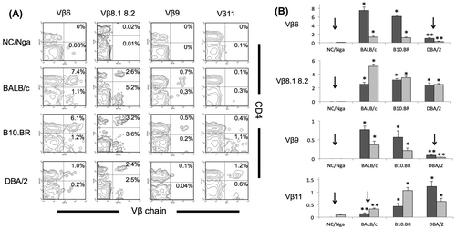 Fig. 2. FACS analysis of the expression of TCR Vβ6, Vβ8.1–8.2, Vβ9, and Vβ11. (A) Samples were stained using a mixture of mAbs specific to CD4 and TCR Vβ6, Vβ8.1–8.2, Vβ9, or Vβ11 in PBMCs of NC/Nga, BALB/c, B10.BR, and DBA/2 mice and analyzed using FACS. An example of a two-color panel is shown, (B) The percentages of TCR Vβ6, Vβ8.1–8.2, Vβ9, or Vβ11-positive populations in CD4+ cells (dark gray) or CD8+ cells (light gray) of NC/Nga, BALB/c, B10.BR, and DBA/2 mice (n = 4) are shown. Significant downregulation (down arrow) by clonal deletion is indicated.