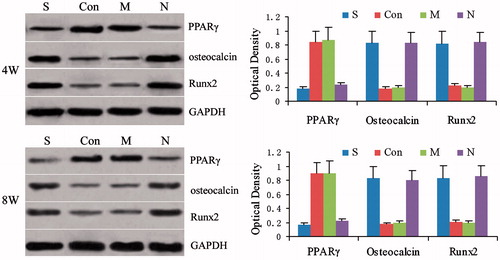 Figure 7. Expression of PPARγ protein, osteocalcin protein and Runx2 protein at 4 and 8 weeks after treatment. The group S was treated with both steroid and adenovirus shuttle vectors carrying siRNA targeting the PPARγ gene, group Con was treated with both steroid and a vector carrying irrelative sequence, group M was treated with steroid only, group N received no treatment serving as control. Optical density among 4 groups was assessed by analysis of variance at week 4: PPARγ F = 32.17, p = 0.00, osteocalcin F = 28.31, p = 0.00 and Runx2 F = 23.19, p = 0.00; group S: compared to group Con and M, p < 0.05, compared to group N, p > 0.05; group Con: compared to group M p > 0.05, compared to group N, p < 0.05; group M: compared to group N, p < 0.05. Statistical difference Optical density among 4 groups was assessed by analysis of variance at week 8: PPARγ F = 35.98, p = 0.00, osteocalcin F = 31.59, p = 0.00 and Runx2 F = 28.44, p = 0.00; group S: compared to group Con and M, p < 0.05, compared to group N, p > 0.05; group Con: compared to group M, p > 0.05, compared to group N, p < 0.05; group M: compared to group N p < 0.05.
