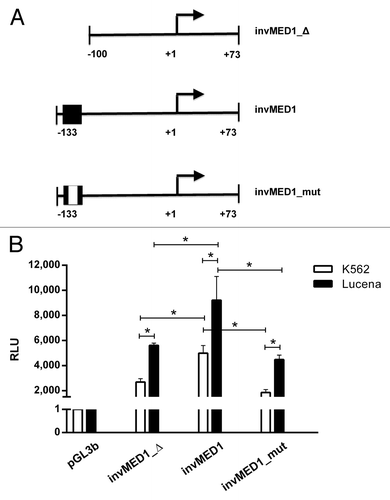 Figure 3. Regulation of ABCB1 promoter transcription activity via theinvMED1 binding site.(A) Scheme of invMED1 constructs. (B) Luciferase activity reporter assay in K562 and Lucena cells. All luciferase assay results are expressed as relative light units (RLU). The results are expressed as the mean ± SD for three independent experiments.
