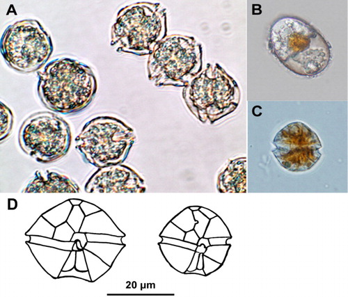 Figure 2 Morphology of A. catenella and A. minutum. A, Motile cells of A. catenella in a natural bloom sample; B, benthic resting cyst of A. catenella; C, cultured cell of A. minutum; D, relative sizes and ventral thecal plate structure of A. catenella (left) and A. minutum (right).