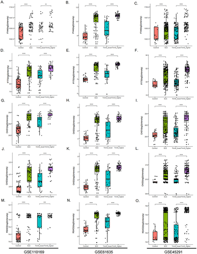 Figure 4 Differential expression of 5 selected genes (RSAD2, IFI44, IFIT5, OAS3, and OAS1) in TRIM5-lower, TRIM5-higher, SLE, and control groups from three datasets. (A-C) Differential expression of RSAD2, (D-F) Differential expression of IFI44, (G-I) Differential expression of IFIT5, (J-L) Differential expression of OAS3, (M-O) Differential expression of OAS1. The X-axis represents different groups, and the Y-axis represents the gene expression levels of selected genes. GSE110169 (left), GSE61635 (middle) and GSE45291 (right) were shown. **P<0.01, ***P<0.001, ****P<0.0001 by Student’ t-test.