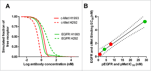 Figure 4. (A) Model-predicted binding of JNJ-61186372 to EGFR and c-Met, respectively, on H1993 and H292; (B) Correlation between the model-predicted EC50 for EGFR and c-Met binding and the observed IC50 values for EGFR and c-Met phosphorylation inhibition in H1993 and H292 cell lines.