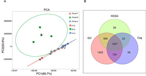 Figure 3 Principal component analysis (PCA) and the number of proteins identified in the GO, KEGG, and COG databases. (A) Principal component analysis of skin samples from three groups of Guinea pigs. (B) Venn diagram of proteins screened by GO, KEGG and COG databases.