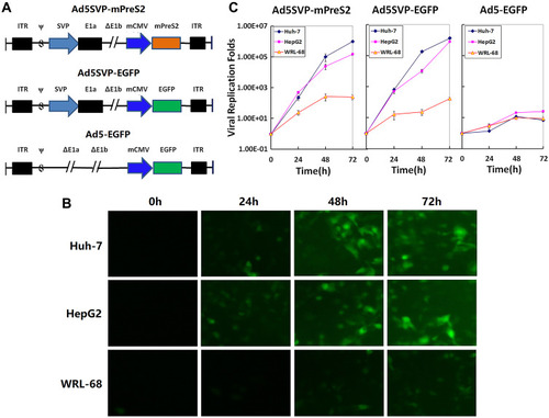 Figure 1 Construction and the specific proliferation of Ad5SVP-mPreS2. (A) Schematic diagram of the three recombinant adenovirus vectors. (B) The expression levels of EGFP in HepG2, Huh-7 and WRL-68 cells under fluorescence microscopy at 0 h, 24 h, 48 h and 72 h after infection with recombinant adenovirus vectors. Ad5SVP-EGFP is shown representatively (100×). (C) The copy levels of adenovirus in HepG2, Huh-7 and WRL-68 cells evaluated by TCID 50 analysis at 0 h, 24 h, 48 h and 72 h after infection with recombinant adenovirus vectors.